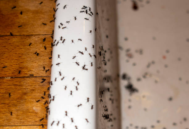 Best Wasp Removal Services  in High Ridge, MO