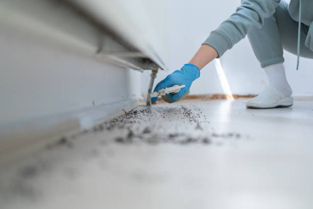Best Wasp Removal Services  in High Ridge, MO